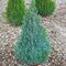 Smrek biely Sanders Blue, výška 20/30 cm, v črepníku 2l Picea abies