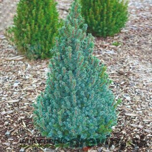 Smrek biely Sanders Blue, výška 20/30 cm, v črepníku 2l Picea abies