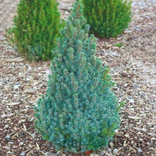 Smrek biely Sanders Blue, výška 20/30 cm, v črepníku 2l Picea abies
