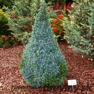 Smrek biely Sanders Blue, výška 30/40 cm, v črepníku 3l Picea glauca Sanders Blue