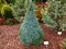 Smrek biely Sanders Blue, výška 30/40 cm, v črepníku 3l Picea glauca Sanders Blue
