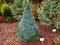 Smrek biely Sanders Blue, výška 30/40 cm, v črepníku 3l Picea glauca Sanders Blue