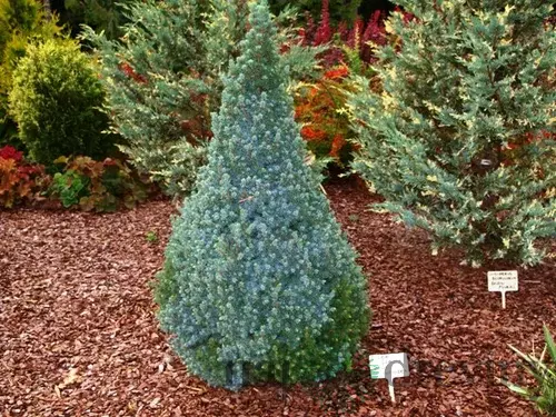 Smrek biely Sanders Blue, výška 30/40 cm, v črepníku 3l Picea glauca Sanders Blue