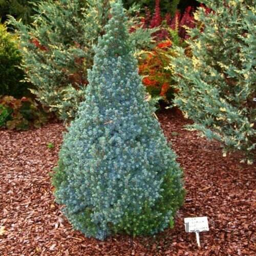 Smrek biely Sanders Blue, výška 30/40 cm, v črepníku 3l Picea glauca Sanders Blue