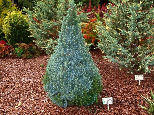 Smrek biely Sanders Blue, výška 30/40 cm, v črepníku 3l Picea glauca Sanders Blue
