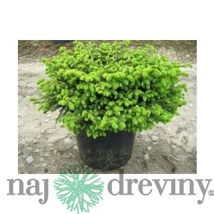 Smrek čierny Nana 20/30 cm, v črepníku Picea mariana Nana
