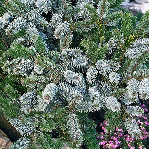 Smrek dvojfarebný, 30-40cm, v črepníku Picea bicolor