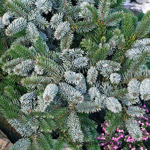 Smrek dvojfarebný, 30-40cm, v črepníku Picea bicolor