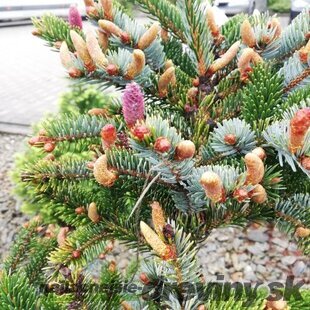Smrek dvojfarebný, výška 20/30 cm, v črepníku 3l Picea bicolor