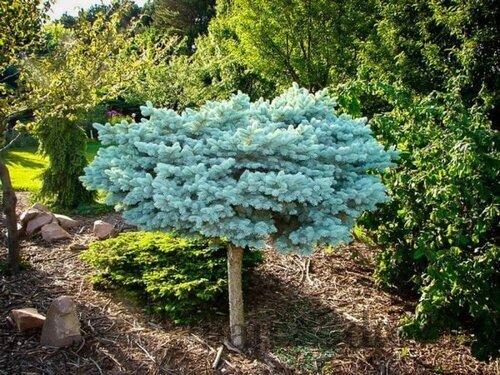 Smrek Glauca Globosa, na kmienku 80 cm, v črepníku 5l Picea pungens