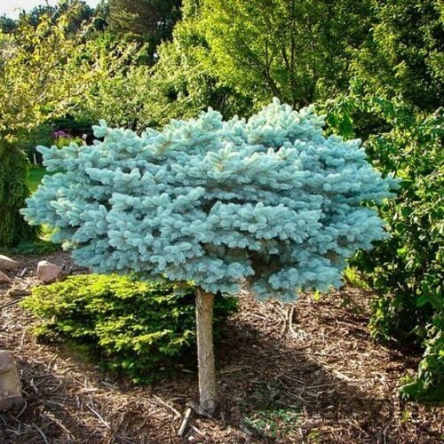 Smrek Glauca Globosa, na kmienku 80 cm, v črepníku 5l Picea pungens