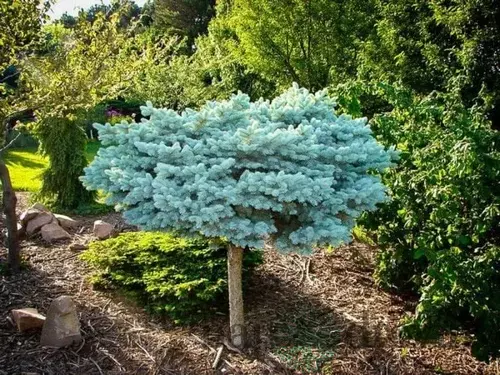 Smrek Glauca Globosa, na kmienku 80 cm, v črepníku 5l Picea pungens