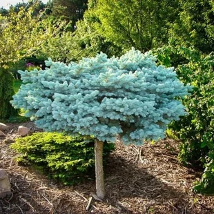 Smrek Glauca Globosa, na kmienku 80 cm, v črepníku 5l Picea pungens