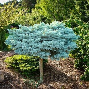 Smrek Glauca Globosa, na kmienku 80 cm, v črepníku 5l Picea pungens