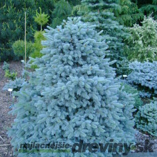 Smrek modrý Blue Trinket, výška 30/50 cm, v črepníku 5l Picea pungens Blue Trinket