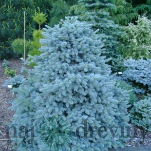 Smrek modrý Blue Trinket, výška 30/50 cm, v črepníku 5l Picea pungens Blue Trinket