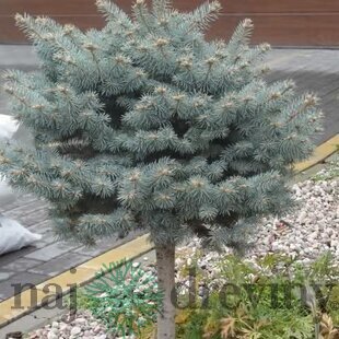 Smrek Modrý Montgomery guľa na kmienku 40/50 cm, veľkosť korunky 30 cm, v črepníku Picea pungens Montgomery