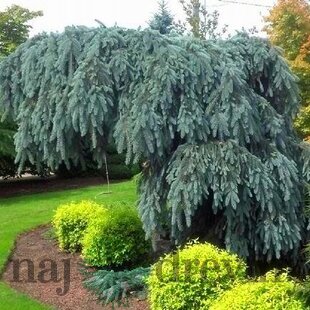 Smrek modrý Pendula 80/100 cm, v črepníku Picea pungens Glauca Pendula