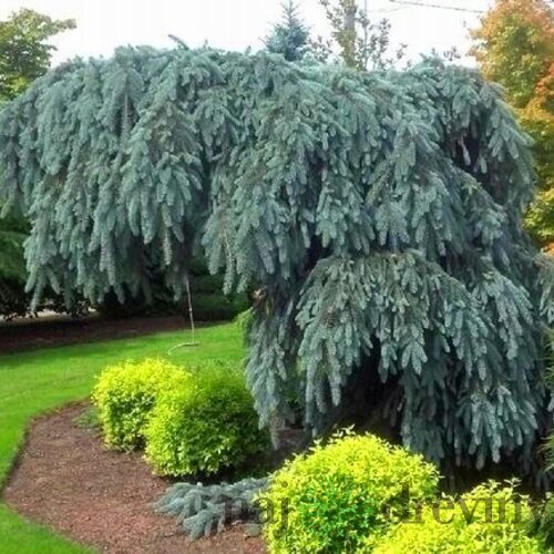 Smrek modrý Pendula 80/100 cm, v črepníku Picea pungens Glauca Pendula