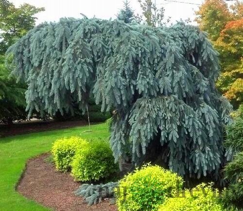 Smrek modrý Pendula 80/100 cm, v črepníku Picea pungens Glauca Pendula