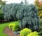 Smrek modrý Pendula 80/100 cm, v črepníku Picea pungens Glauca Pendula
