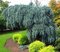 Smrek modrý Pendula 80/100 cm, v črepníku Picea pungens Glauca Pendula