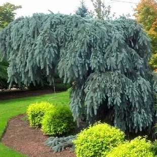 Smrek modrý Pendula 80/100 cm, v črepníku Picea pungens Glauca Pendula