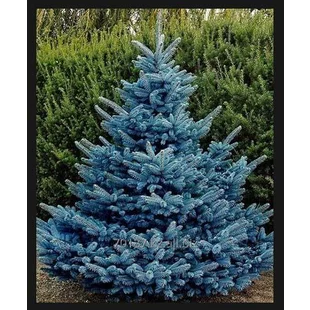 Smrek modrý Schovenhorst 200/250 cm, v koreňovom bale Picea pungens Schovenhorst