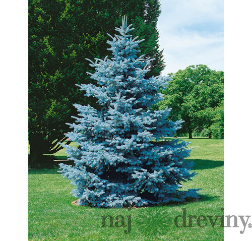 Smrek modrý Super Blue Seeding , výška 50/70 cm, v črepníku 5l Picea pungens