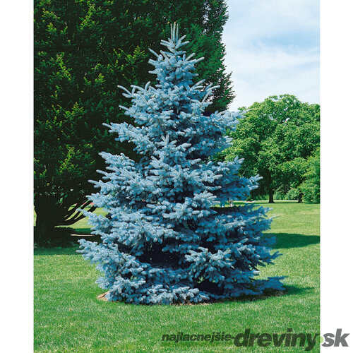Smrek modrý Super Blue Seeding , výška 50/70 cm, v črepníku 5l Picea pungens