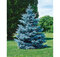 Smrek modrý Super Blue Seeding , výška 50/70 cm, v črepníku 5l Picea pungens