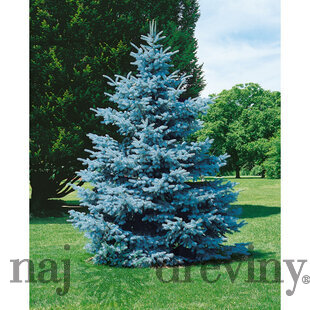 Smrek modrý Super Blue Seeding , výška 50/70 cm, v črepníku 5l Picea pungens