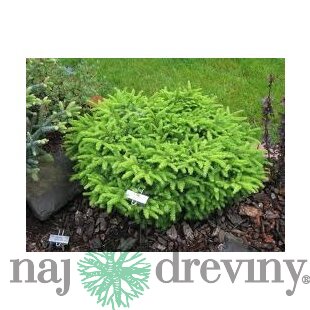 Smrek Nidiformis 25/35 cm, v črepníku Picea abies Nidiformis