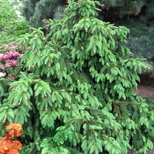 Smrek obyčajný Acrocona, 20/30 cm, v črepníku Picea abies Acrocona