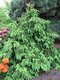 Smrek obyčajný Acrocona, 20/30 cm, v črepníku Picea abies Acrocona