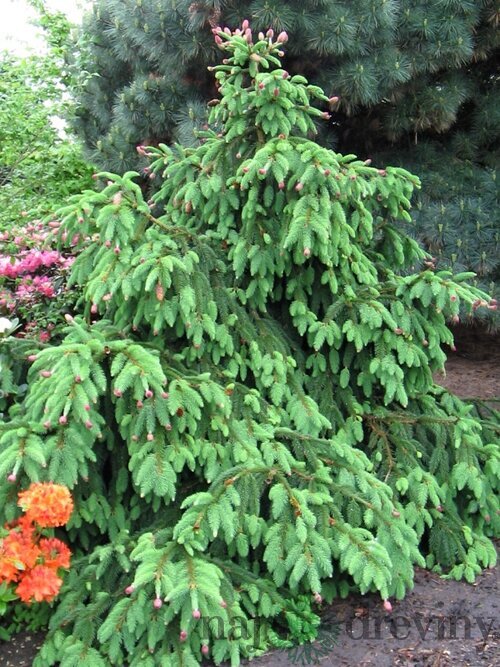 Smrek obyčajný Acrocona, výška 80/100cm, v črepníku Picea abies Acrocona