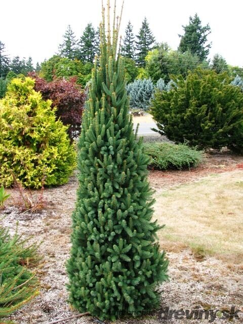 Smrek obyčajný Cupressina, výška 30/50 cm, v črepníku Picea abies Cupressina