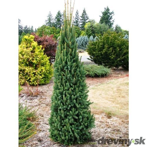Smrek obyčajný Cupressina, výška 30/50 cm, v črepníku Picea abies Cupressina