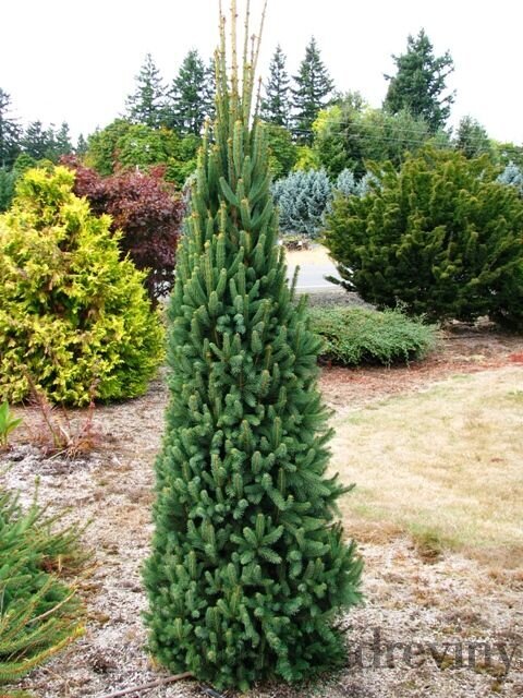 Smrek obyčajný Cupressina, výška 30/50 cm, v črepníku Picea abies Cupressina