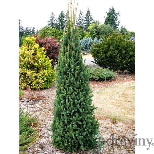 Smrek obyčajný Cupressina, výška 30/50 cm, v črepníku Picea abies Cupressina