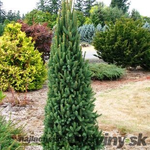 Smrek obyčajný Cupressina, výška 30/50 cm, v črepníku Picea abies Cupressina