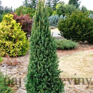 Smrek obyčajný Cupressina, výška 30/50 cm, v črepníku Picea abies Cupressina