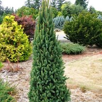 Smrek obyčajný Cupressina, výška 30/50 cm, v črepníku Picea abies Cupressina