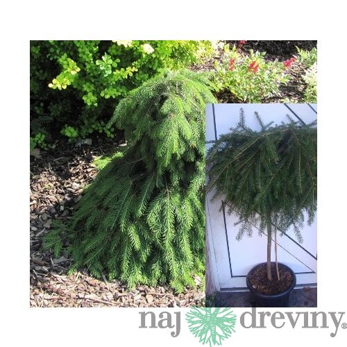 Smrek obyčajný Formanek, na kmienku 60 cm, v črepníku Picea abies Formanek