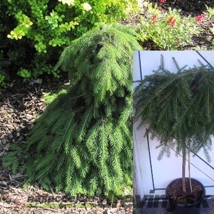 Smrek obyčajný Formanek, na kmienku 60 cm, v črepníku Picea abies Formanek