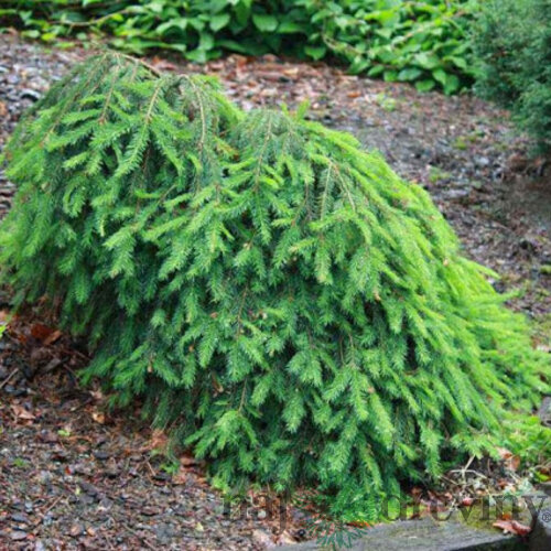 Smrek obyčajný Formanek, výška 20/30 cm, v črepníku Picea abies Formanek