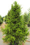 Smrek obyčajný Will`s Zwerg, 100-150cm, v črepníku Picea abies Will`s Zwerg