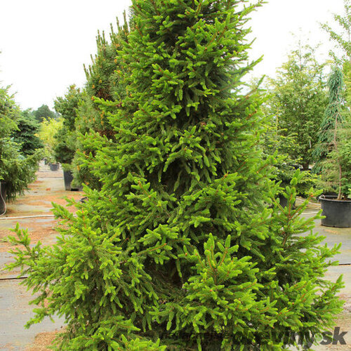 Smrek obyčajný Will`s Zwerg, 100-150cm, v črepníku Picea abies Will`s Zwerg