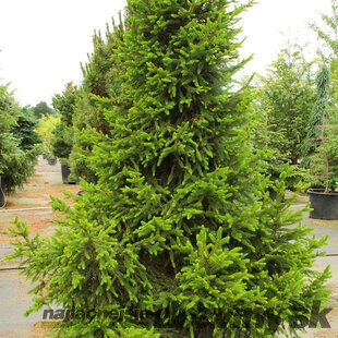 Smrek obyčajný Will`s Zwerg, 100-150cm, v črepníku Picea abies Will`s Zwerg