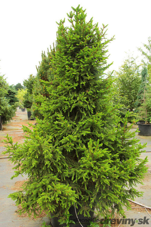 Smrek obyčajný Will`s Zwerg, 20-30cm, v črepníku 3l Picea abies Will`s Zwerg